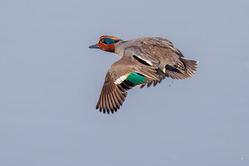 飛翔する美しいコガモ（カモ科）他の群れ
英名学名：Common Teal (Anas crecca, family comprising Mareca ducks)
栃木県栃木市渡良瀬遊水地-2025
