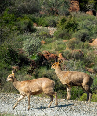 Klipspringer ram and ewe (Oreotargus oreotragus). Only rams carry horns.