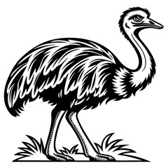 Fototapeta premium Elegant Ostrich Illustration for Nature Prints Tattoo Design and Coloring Pages