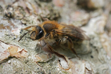 Closeup on a female Mellow miner mining bee, Anderna mitis sitting on the bark of a tree