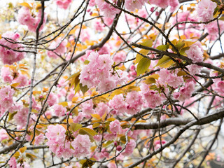 公園に咲いた八重桜