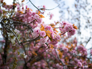 公園に咲いた八重桜