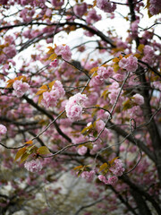 公園に咲いた八重桜