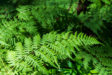 Lush Green Fern Leaves in Sunlit Forest