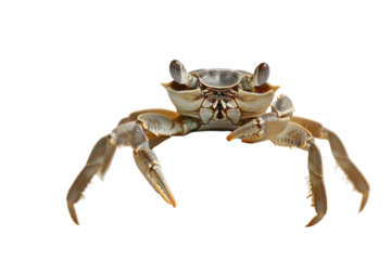 A small crab rests atop a smooth rock basking under natural light in a serene coastal setting, showcasing intricate details of its shell isolated on transparent background
