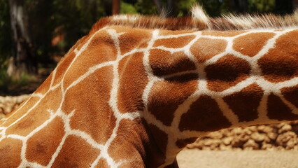 Giraffe Detailed Side Closeup Bright Natural Orange Brown Pattern