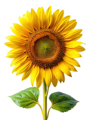 Obraz premium Striking sunflower portrait with vibrant yellow petals against a pure white backdrop