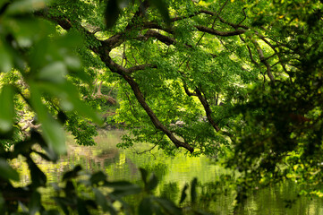 river in the park, Shinjuku Gyoen National Garden, Tokyo