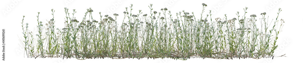 Poster various types of wild flowers and grass field in nature, tropical forest isolated on transparent bac