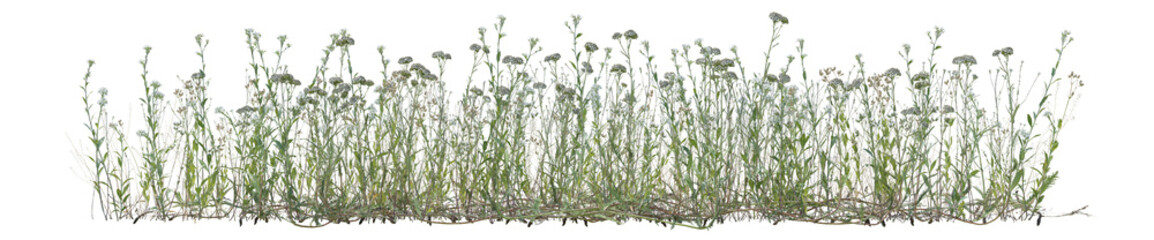 Various types of wild flowers and grass field in nature, Tropical forest isolated on transparent background - PNG file, 3D rendering for create and design