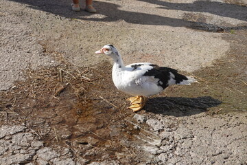 duck near puddle to drink water. farm duck