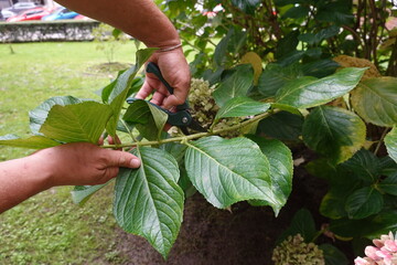 Gardener pruning hydrangea branches with secateurs in garden