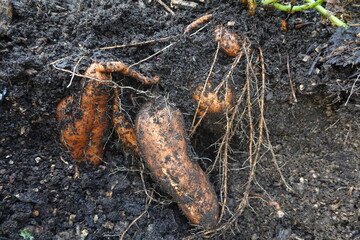 Farmer harvesting sweet potatoes from fertile soil