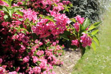 Blooming Weigela Shrubs in Spring Garden Setting