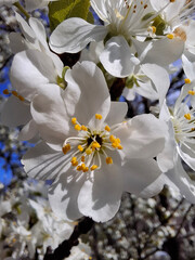 Cherry blossoms. The cherry blossom period. White cherry blossoms in close-up, illuminated by the sun.