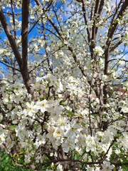 Cherry blossoms. The cherry blossom period. White cherry blossoms illuminated by the sun.