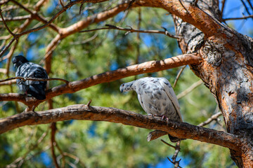 Two pigeons, one gray and the other white with gray spots, perching on a pine tree branch, enjoying the warmth of a summer day in a tranquil park setting