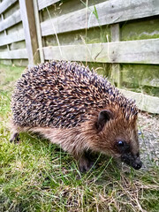 Hedgehog running on the grass in the garden. Hedgehog close-up. In the background is an old wooden...