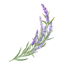 Bouquet of Lavender flowers. Hand drawn floral illustration.