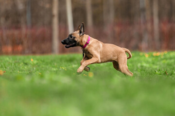 Belgian Malinois Puppy Running Energetically in Green Grass