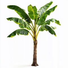 banana tree, white background