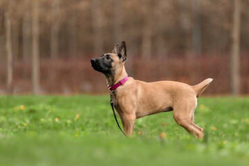 Belgian Malinois Puppy in Profile Standing Alert on Green Grass
