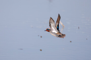 飛翔する美しいコガモ（カモ科）他の群れ
英名学名：Common Teal (Anas crecca, family comprising Mareca ducks)
栃木県栃木市渡良瀬遊水地-2025
