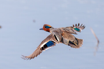飛翔する美しいコガモ（カモ科）他の群れ
英名学名：Common Teal (Anas crecca,...