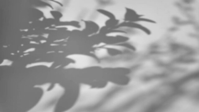 The shadow of a tree sways on a white background