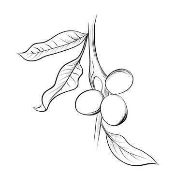 recommend clip art: Walnut nut branch botanical sketch vector