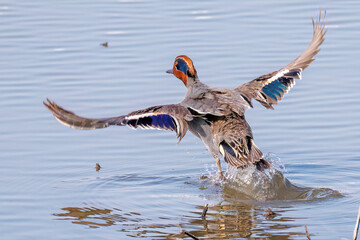 飛翔する美しいコガモ（カモ科）他の群れ
英名学名：Common Teal (Anas crecca,...