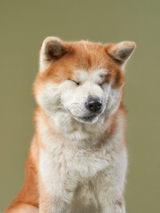 An Akita dog sits on a green background with its eyes closed, looking relaxed and peaceful. The dog seems composed and serene.