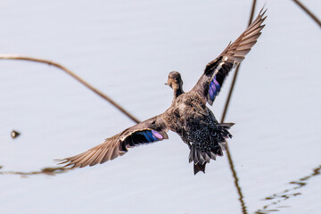 飛翔する美しいコガモ（カモ科）他の群れ
英名学名：Common Teal (Anas crecca,...