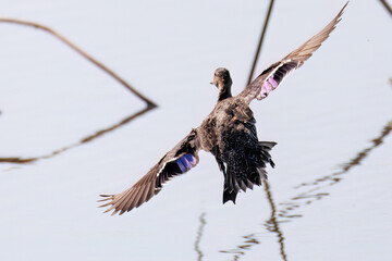 飛翔する美しいコガモ（カモ科）他の群れ
英名学名：Common Teal (Anas crecca,...