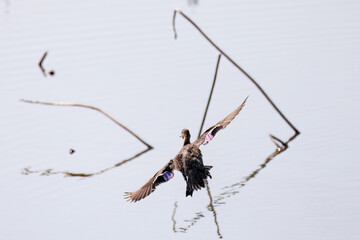 飛翔する美しいコガモ（カモ科）他の群れ
英名学名：Common Teal (Anas crecca, family comprising Mareca ducks)
栃木県栃木市渡良瀬遊水地-2025
