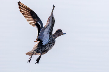 飛翔する美しいコガモ（カモ科）他の群れ
英名学名：Common Teal (Anas crecca, family comprising Mareca ducks)
栃木県栃木市渡良瀬遊水地-2025
