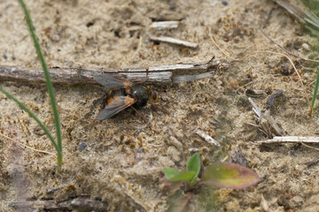 Closeup on a large hairy, bivoltine Tachinid fly, Tachina fera resting on the ground