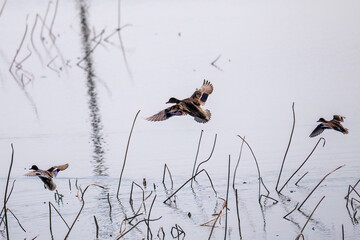 飛翔する美しいコガモ（カモ科）他の群れ
英名学名：Common Teal (Anas crecca,...