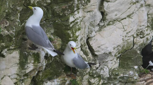 Black-legged Kittiwake, Rissa tridactyla, birds colony on cliffs, Bempton Cliffs, North Yorkshire, England