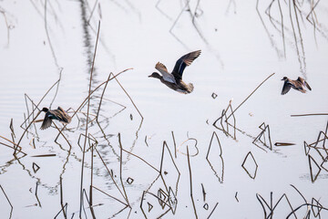 飛翔する美しいコガモ（カモ科）他の群れ
英名学名：Common Teal (Anas crecca,...