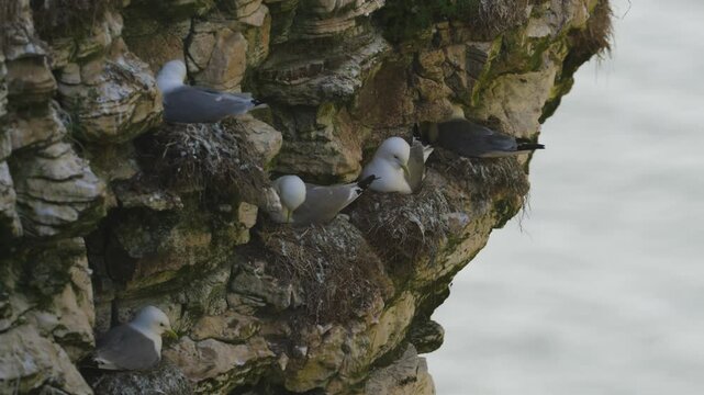 Black-legged Kittiwake, Rissa tridactyla, birds colony on cliffs, Bempton Cliffs, North Yorkshire, England