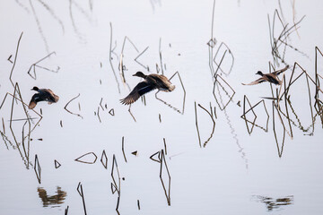 飛翔する美しいコガモ（カモ科）他の群れ
英名学名：Common Teal (Anas crecca,...