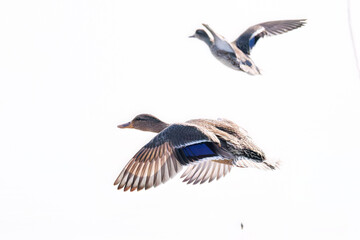 飛翔する美しいコガモ（カモ科）他の群れ
英名学名：Common Teal (Anas crecca,...