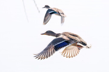 飛翔する美しいコガモ（カモ科）他の群れ
英名学名：Common Teal (Anas crecca, family comprising Mareca ducks)
栃木県栃木市渡良瀬遊水地-2025
