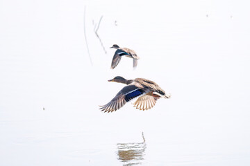 飛翔する美しいコガモ（カモ科）他の群れ
英名学名：Common Teal (Anas crecca, family comprising Mareca ducks)
栃木県栃木市渡良瀬遊水地-2025
