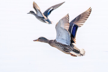 飛翔する美しいコガモ（カモ科）他の群れ
英名学名：Common Teal (Anas crecca,...