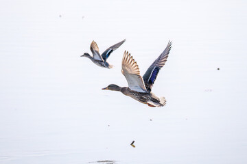 飛翔する美しいコガモ（カモ科）他の群れ
英名学名：Common Teal (Anas crecca,...