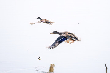 飛翔する美しいコガモ（カモ科）他の群れ
英名学名：Common Teal (Anas crecca,...