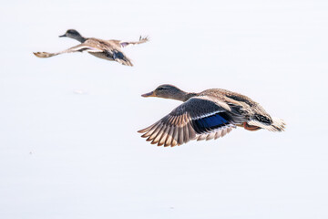 飛翔する美しいコガモ（カモ科）他の群れ
英名学名：Common Teal (Anas crecca, family comprising Mareca ducks)
栃木県栃木市渡良瀬遊水地-2025
