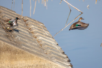 飛翔する美しいコガモ（カモ科）他の群れ
英名学名：Common Teal (Anas crecca,...